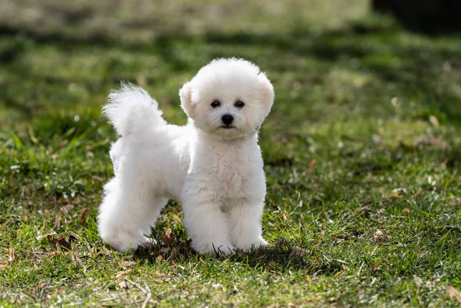 bichón frisé en el césped