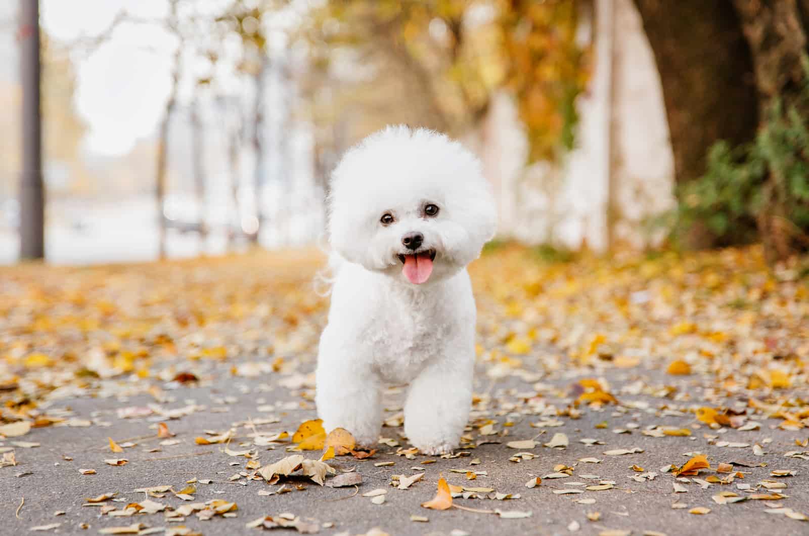 bichón frisé fotografiado en otoño