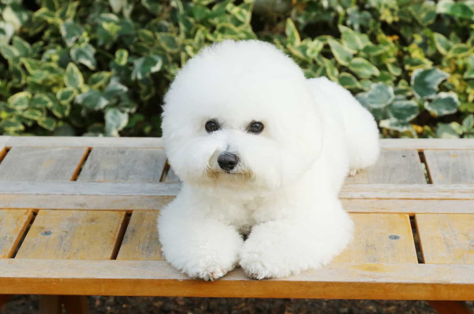 bichon frisé posando