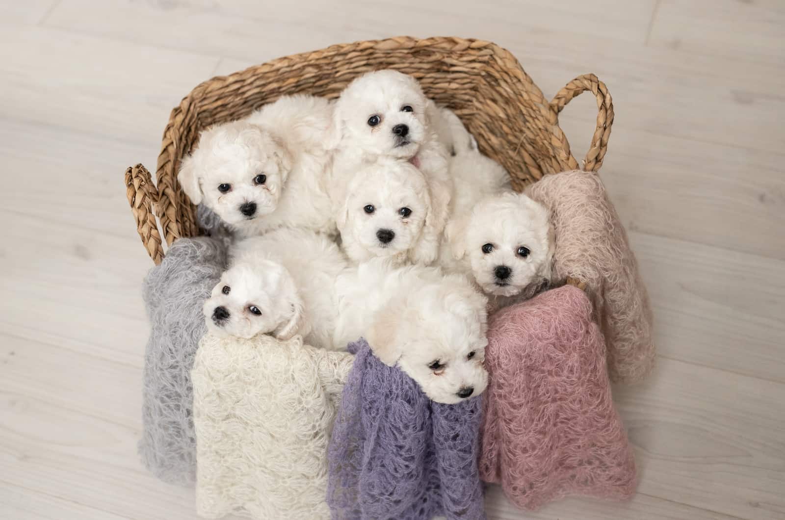 cachorros bichón frisé en una cesta