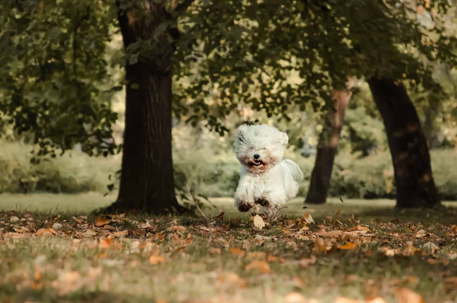 bichón frisé corriendo por el parque