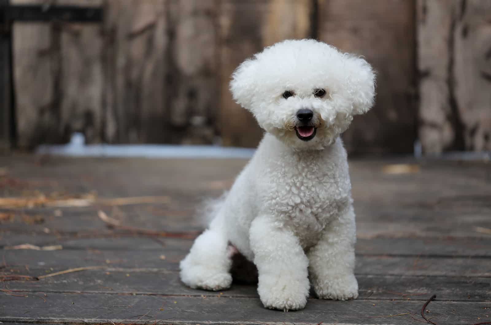 bichón frisé sentado