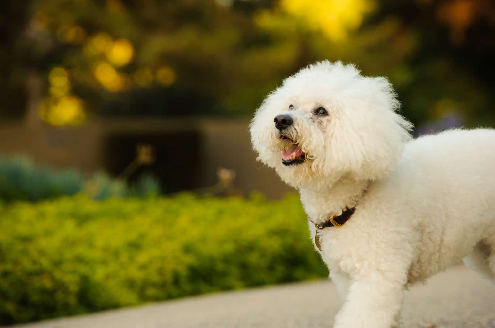 bichón frisé caminando