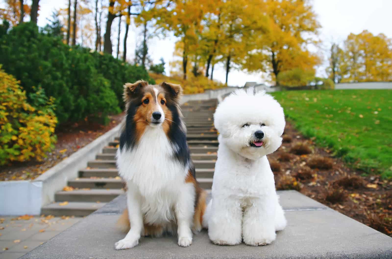 bichon frisé con pastor