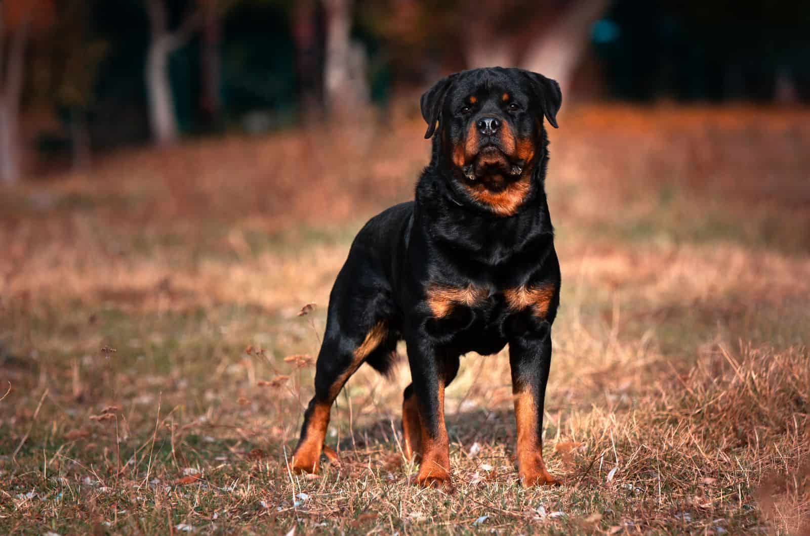 gran Rottweiler de pie afuera