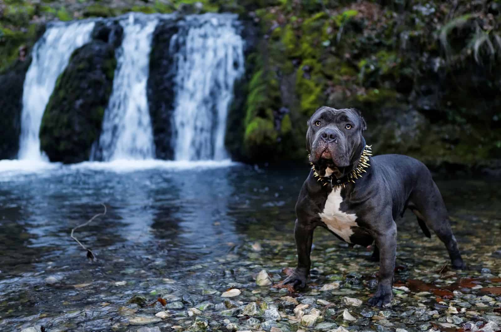 gran Bully negro en la naturaleza