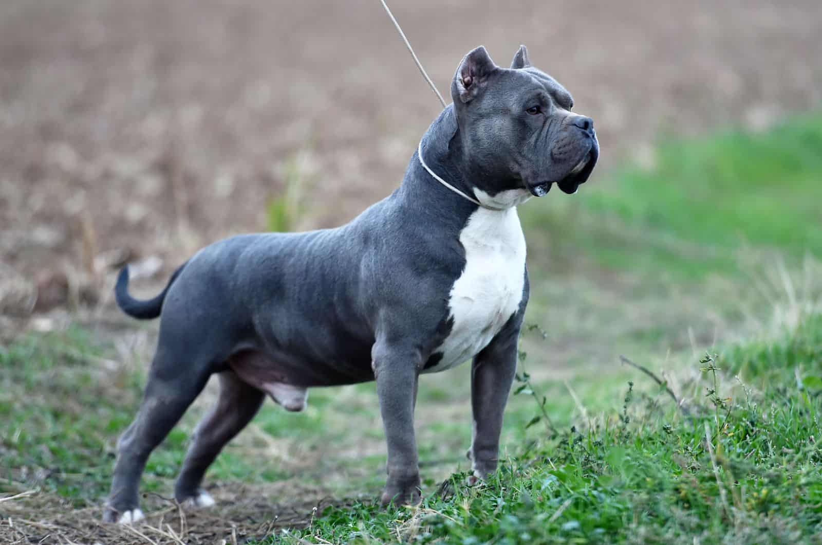 gran Bully negro de pie afuera