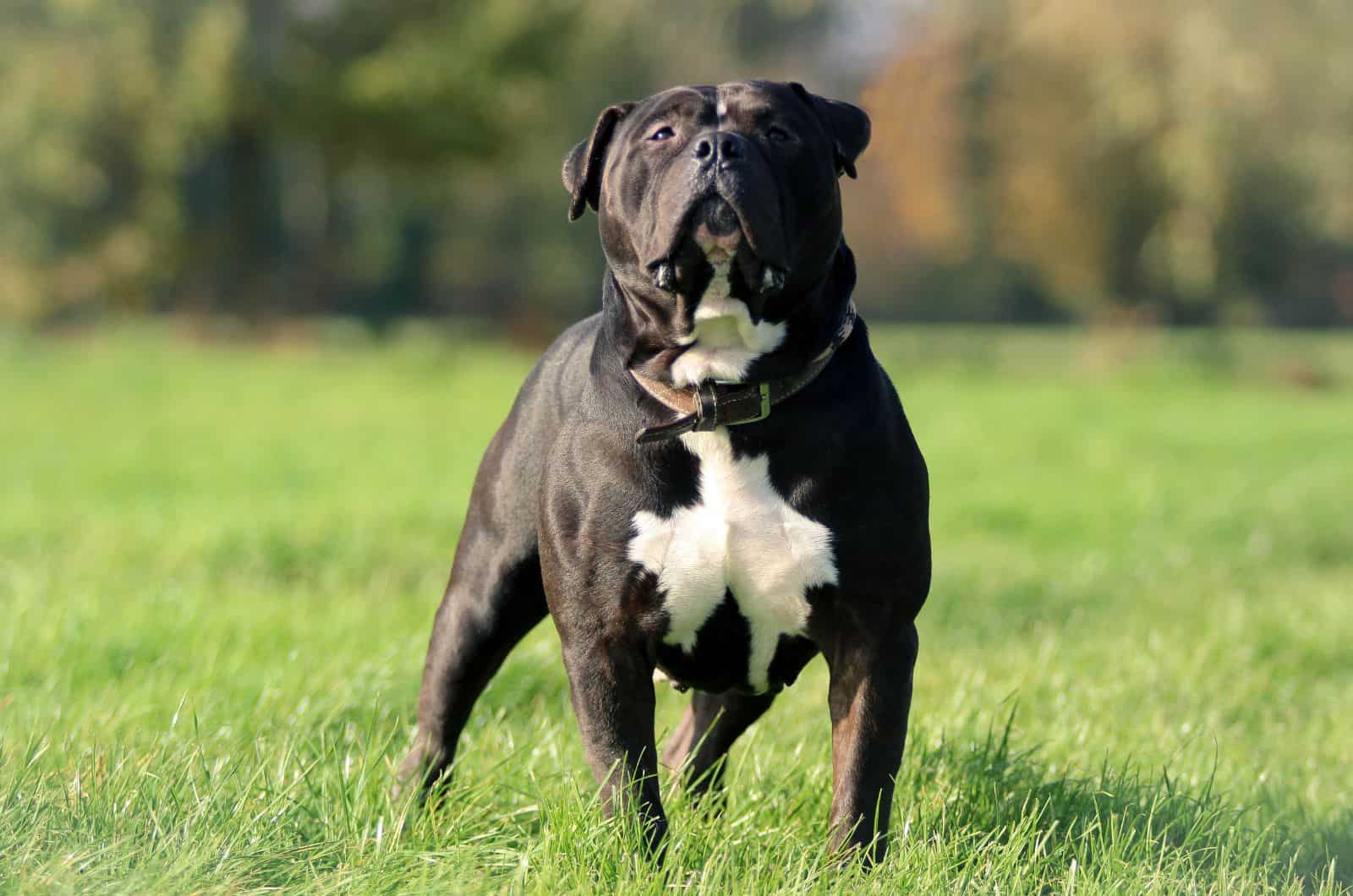 gran Bully negro