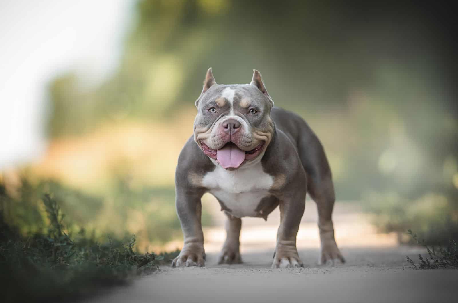 gran Bully gris