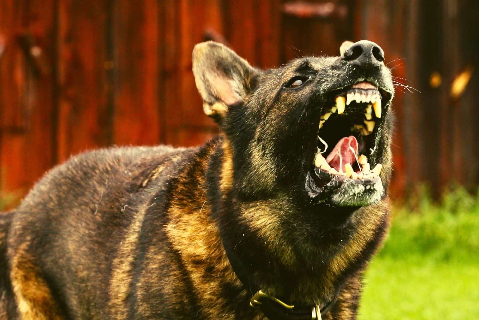 perro pastor alemán protector grande ladrando