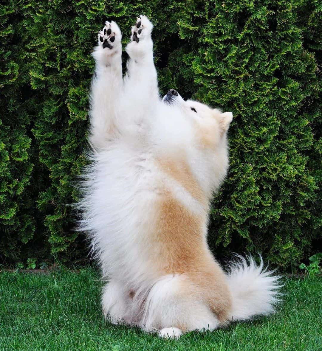 samoyedo bizcocho