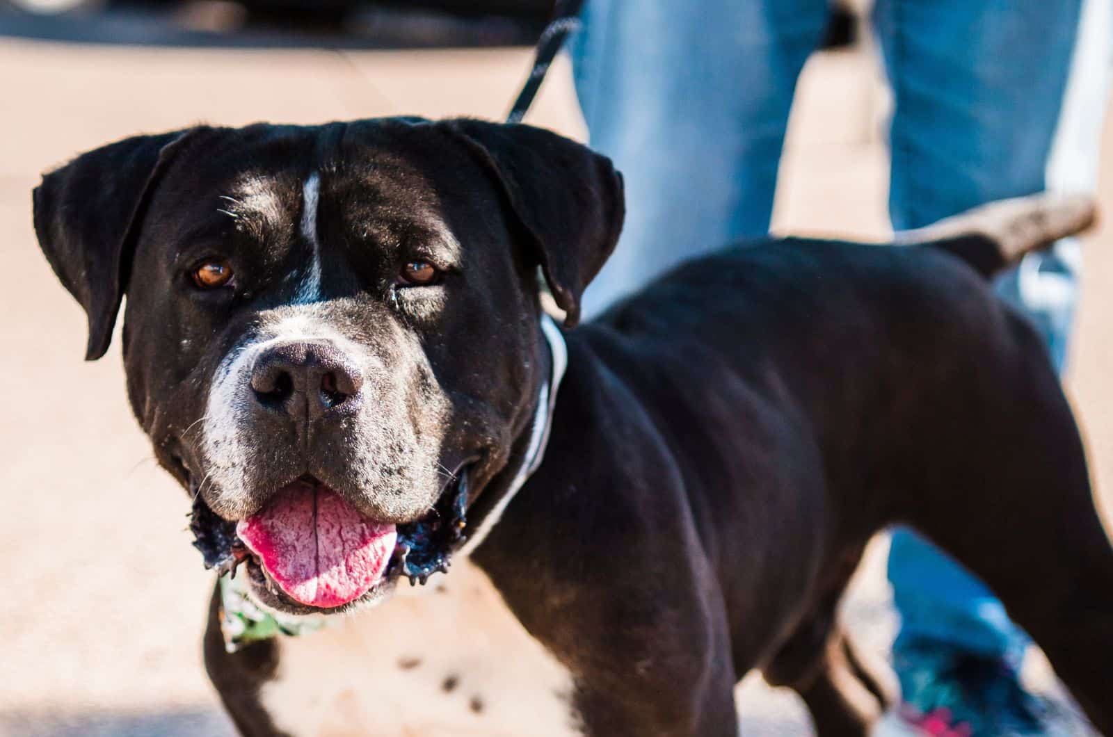 Cruce de American Bulldog Pitbull negro