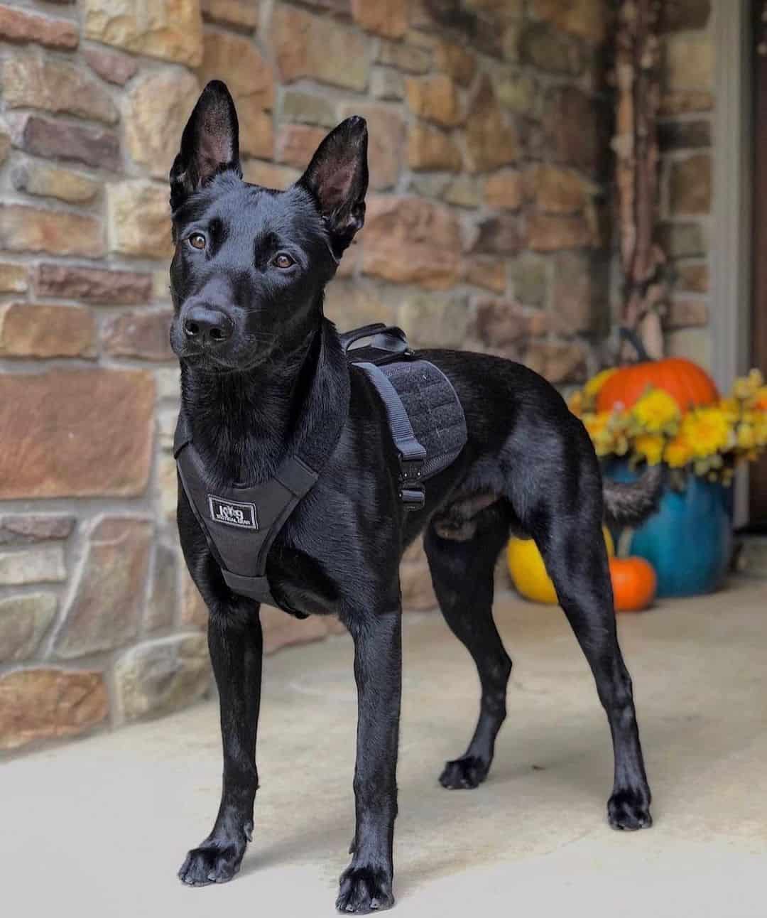 Belgian Malinois negro