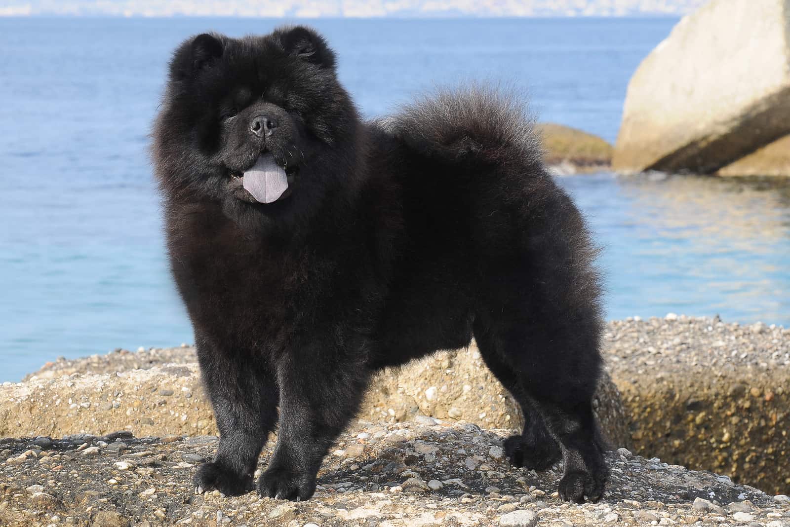 perro Chow Chow negro parado junto al lago