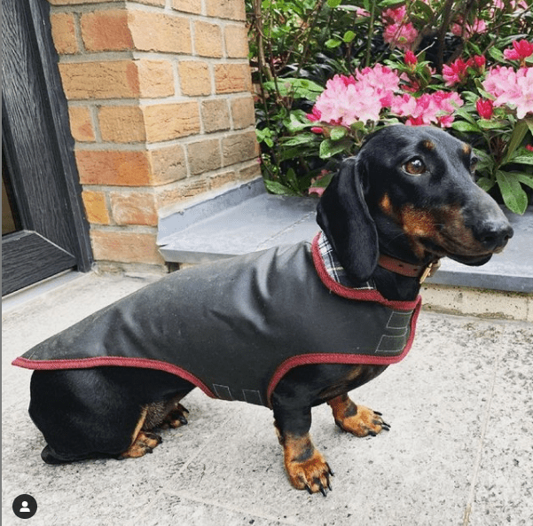 Dachshund negro