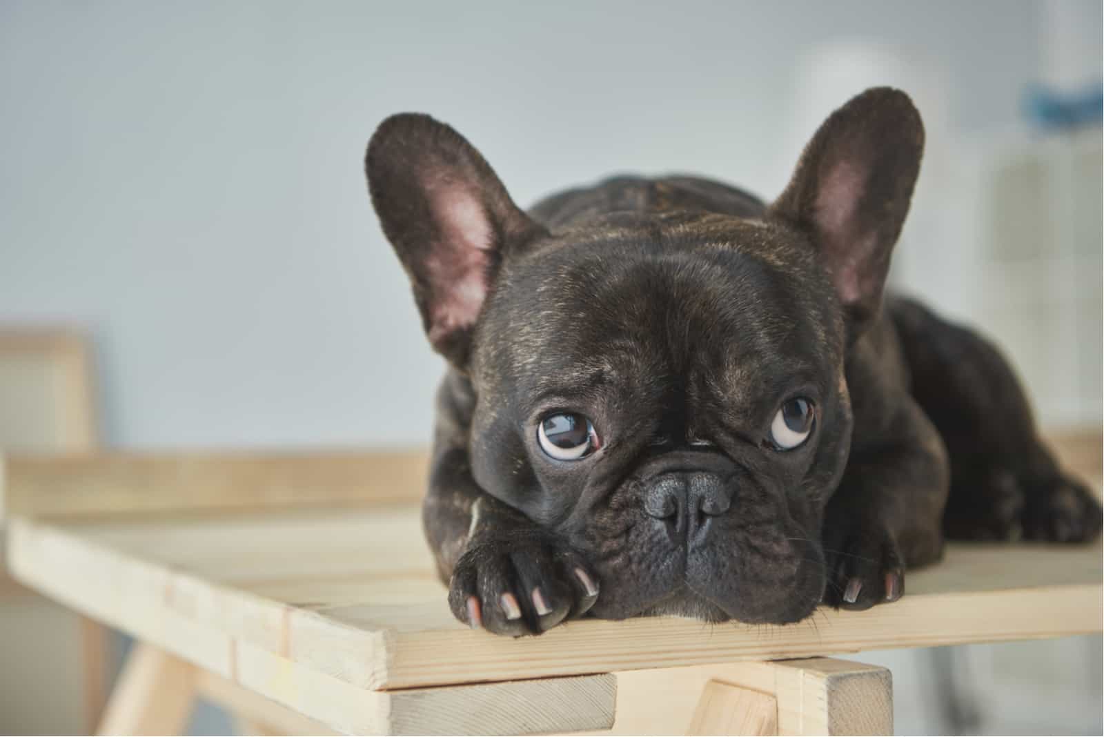 bulldog francés negro