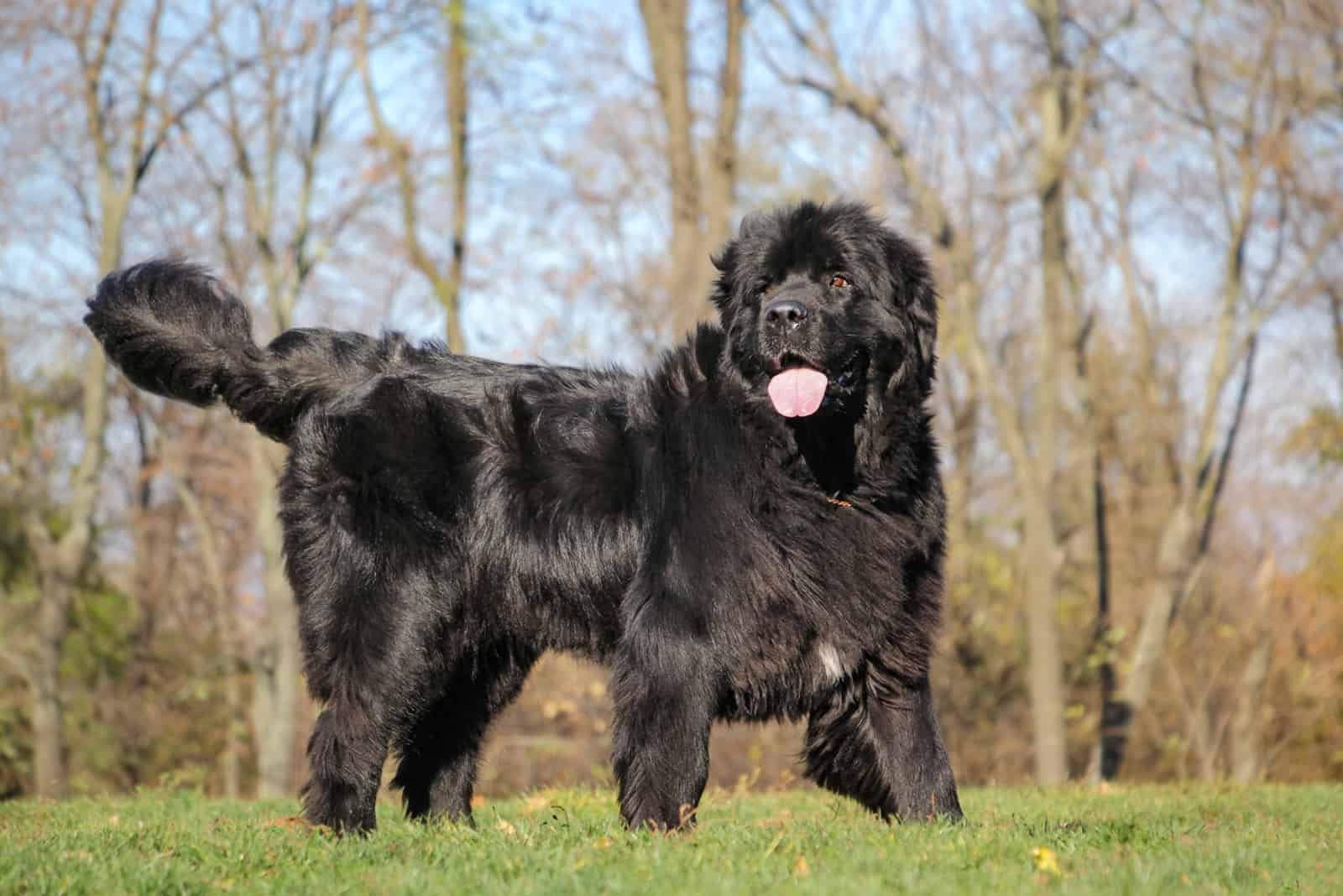 Terranova negro en la hierba