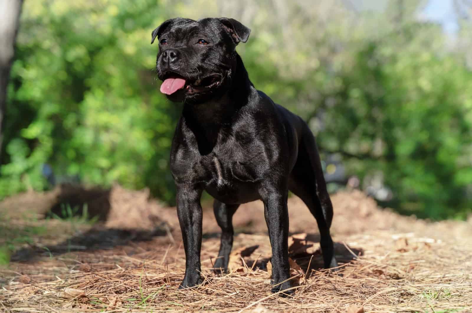 Staffordshire Bull Terrier negro