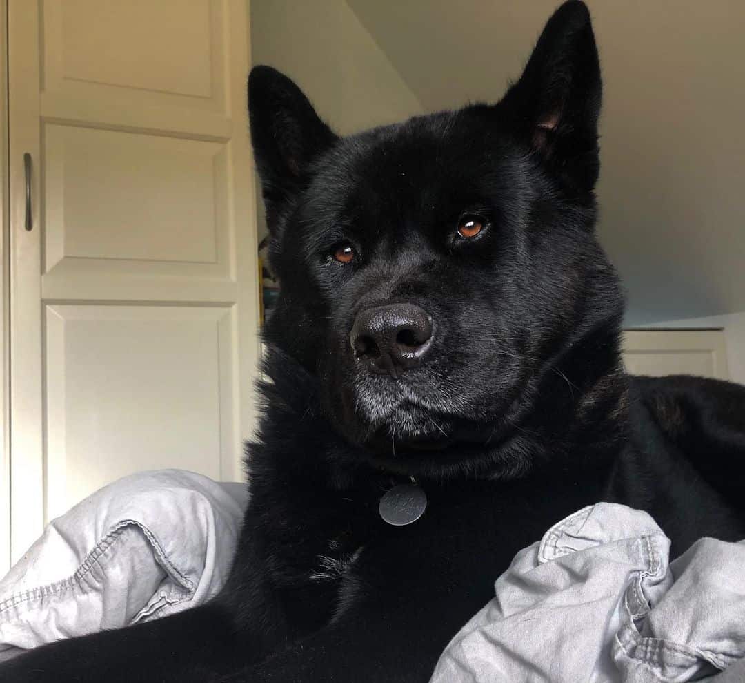 Perro akita negro acostado en la cama