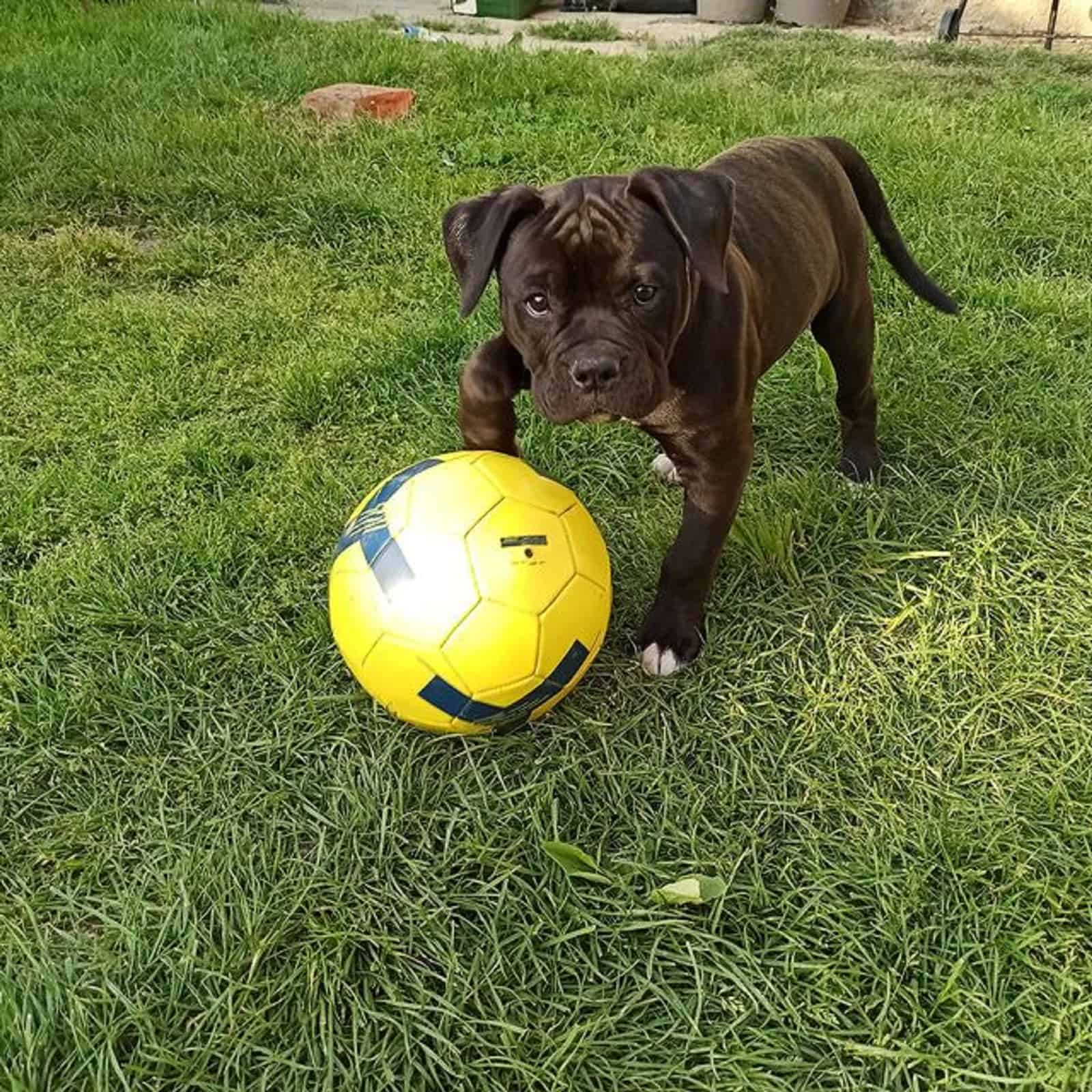 cachorro de bulldog americano negro jugando con una pelota