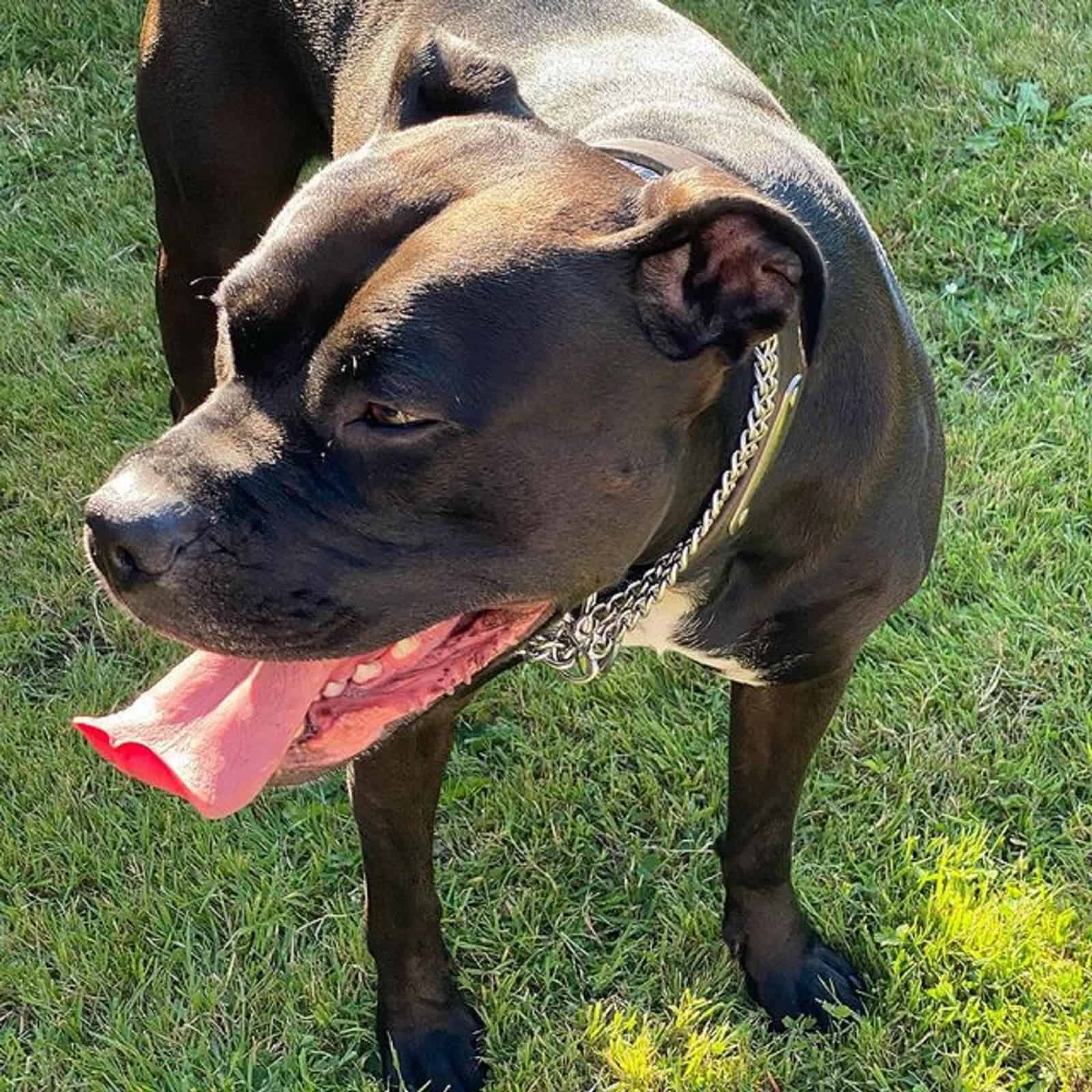 bulldog americano negro de pie en el césped con la lengua afuera