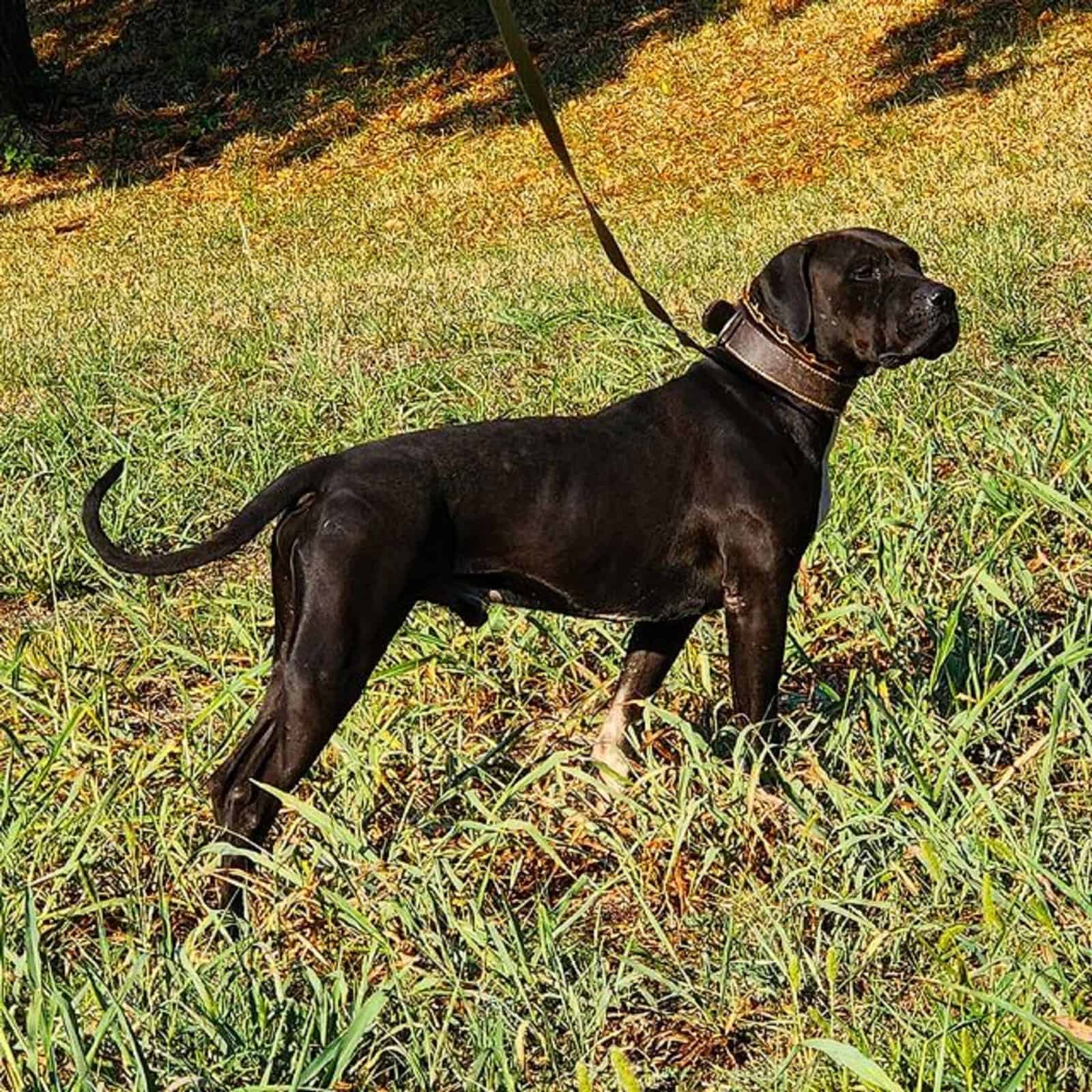 bulldog americano negro en el parque