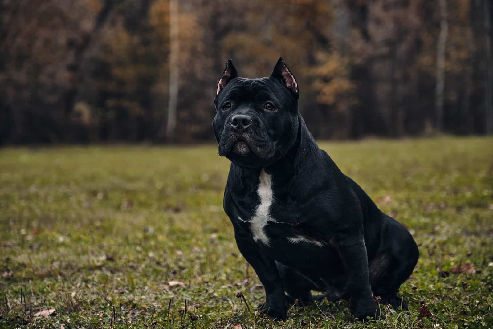 bully americano negro