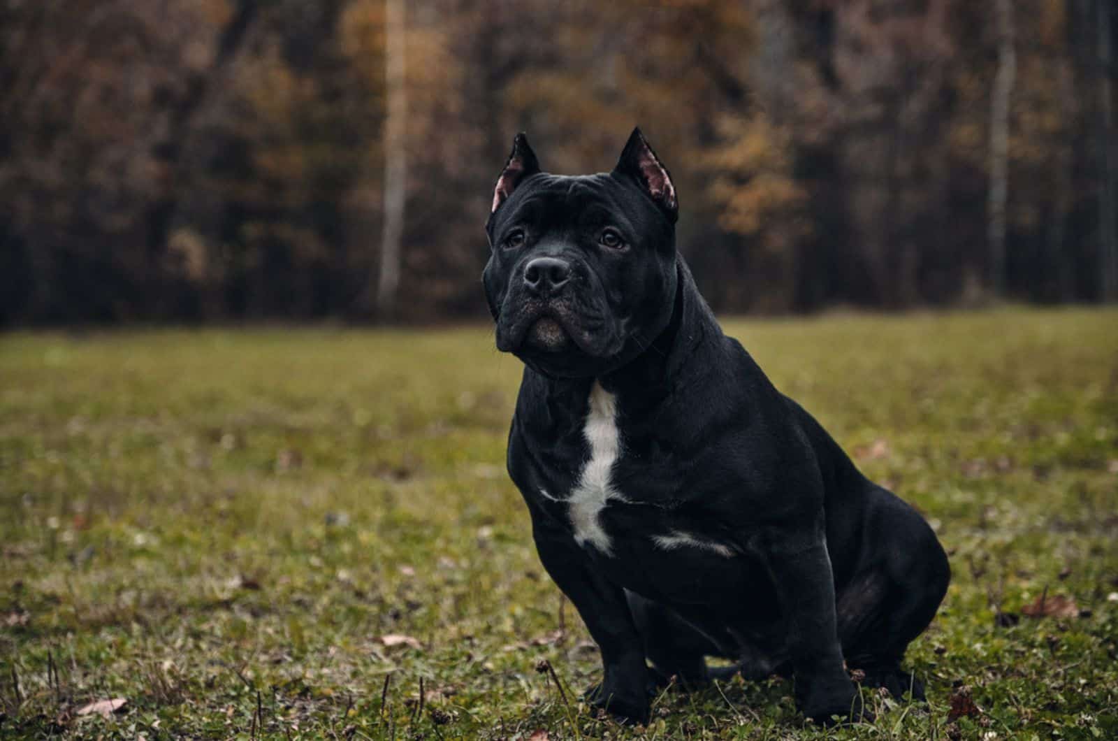 bulldog americano negro sentado en el parque