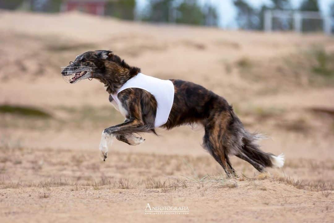 borzoi negro y atigrado