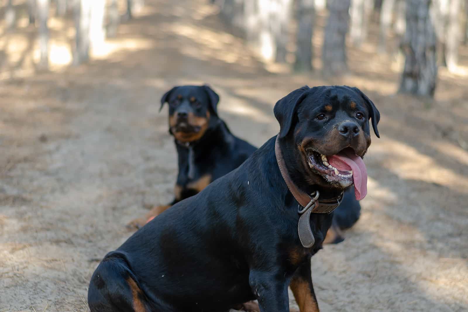 dos rottweilers negros y caoba sentados en un camino