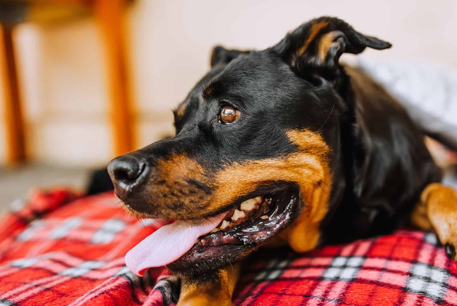 rottweiler negro y óxido tumbado en el interior