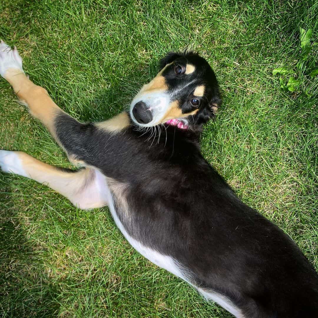borzoi negro y tostado