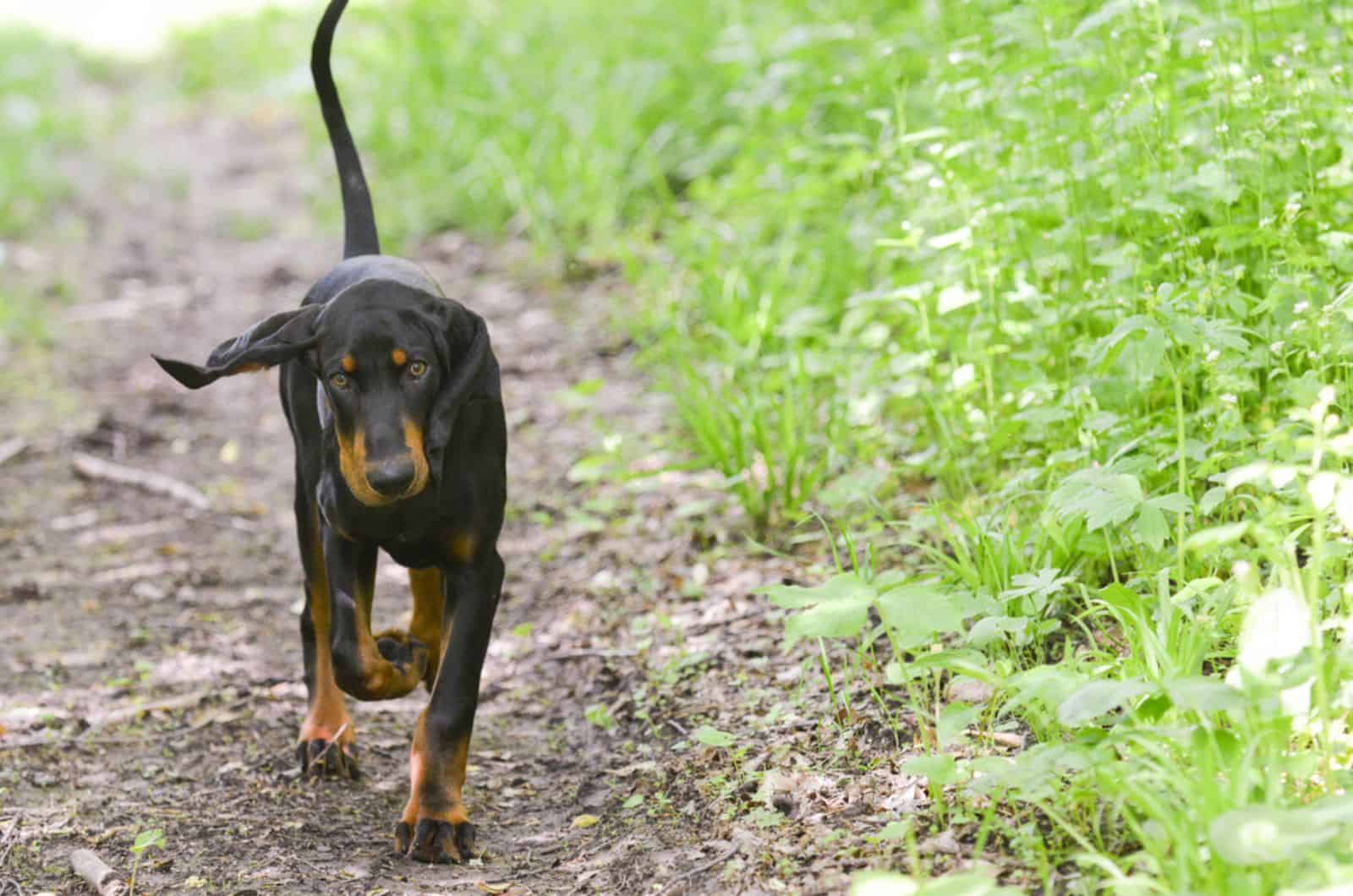 coonhound negro y león caminando en la naturaleza