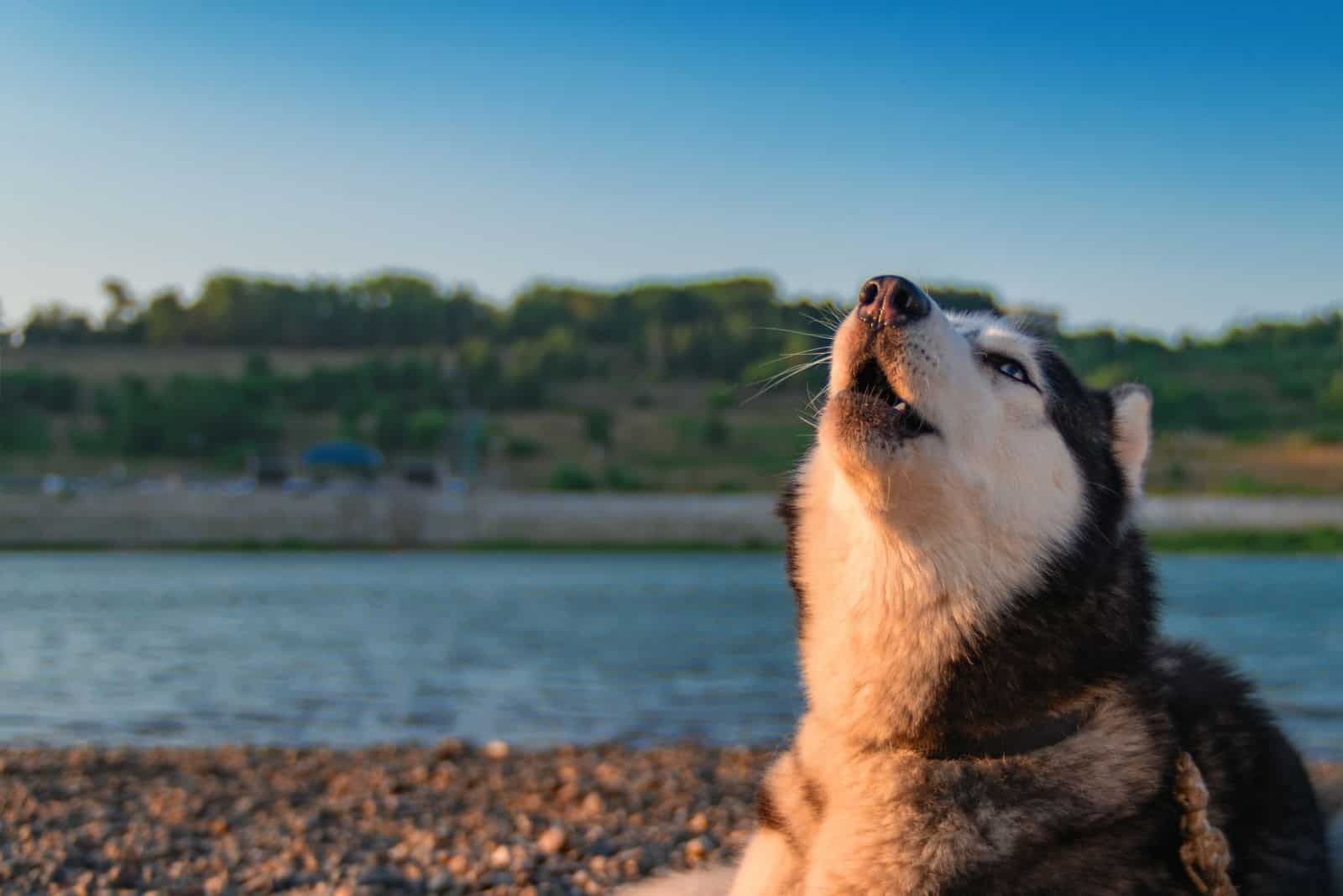 perro husky blanco y negro aullando cerca del agua