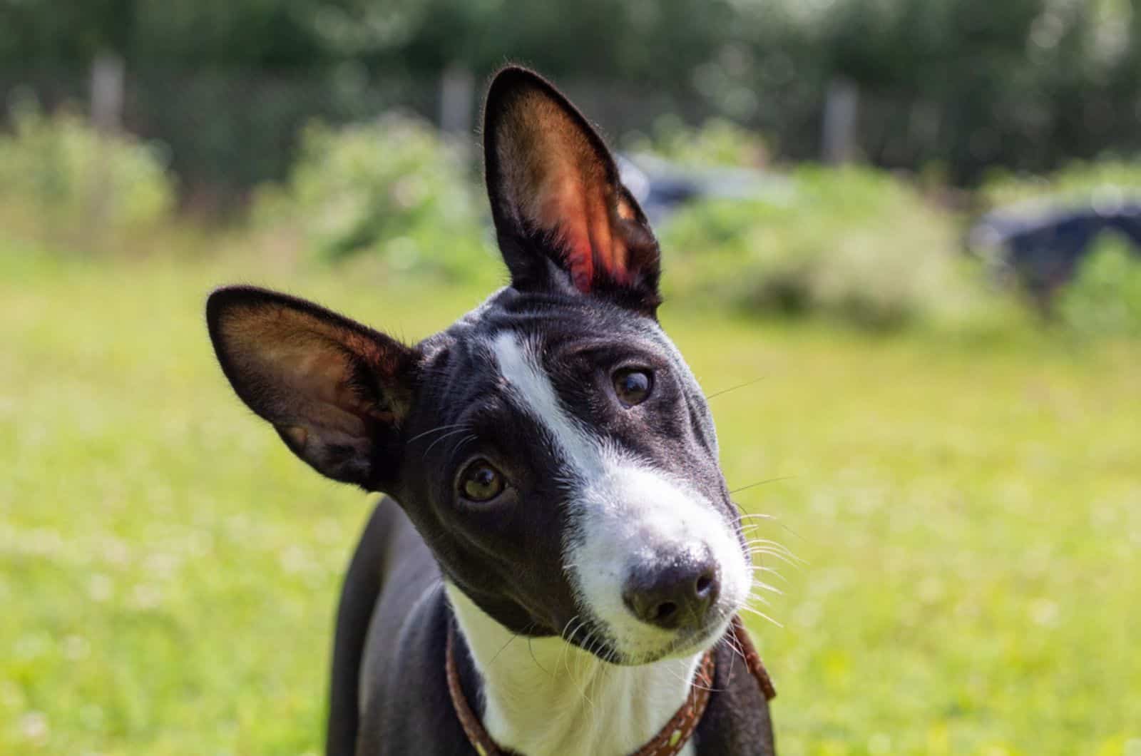 cachorro basenji blanco y negro en el jardín