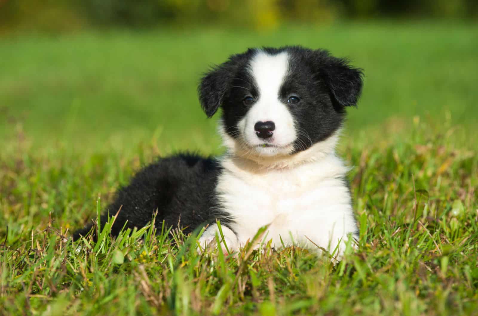cachorro border collie blanco y negro acostado en el césped
