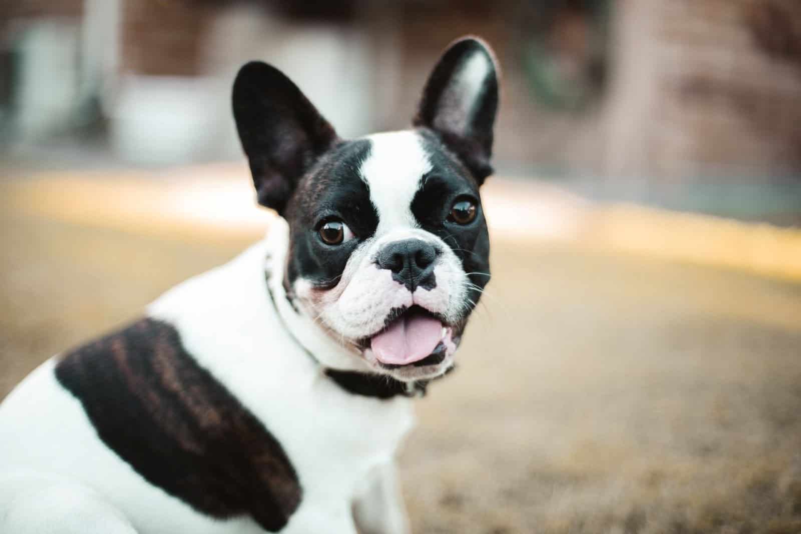 Bulldog francés blanco y negro