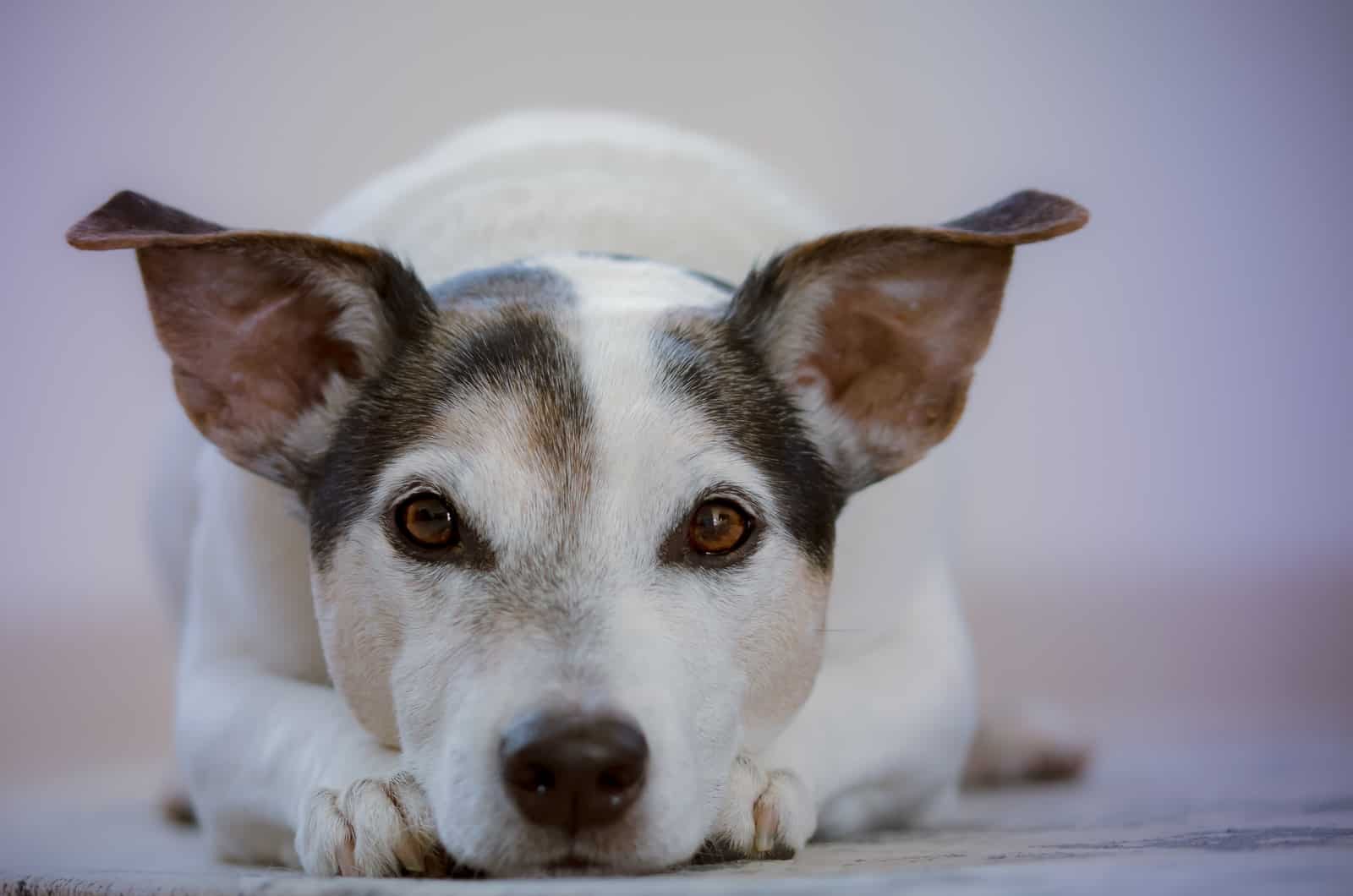 jack russell terrier blanco y negro