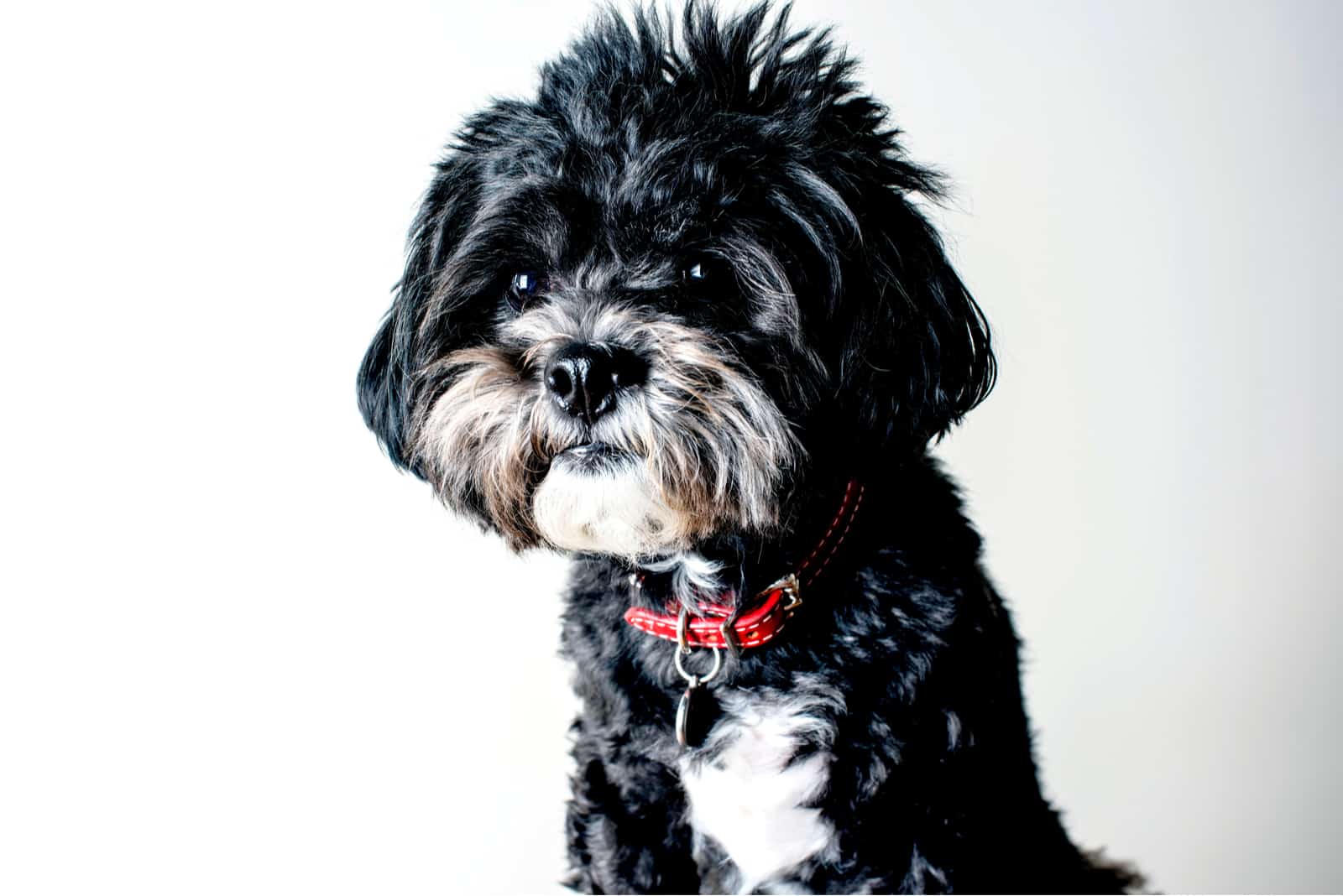 cachorro maltés blanco y negro con fondo blanco