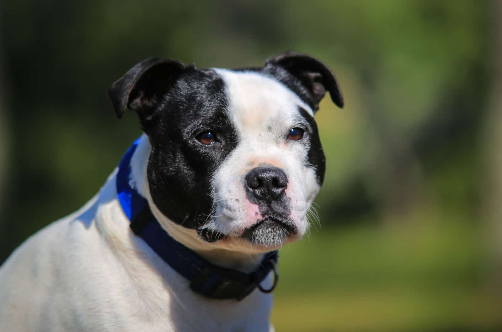 staffy negro y blanco