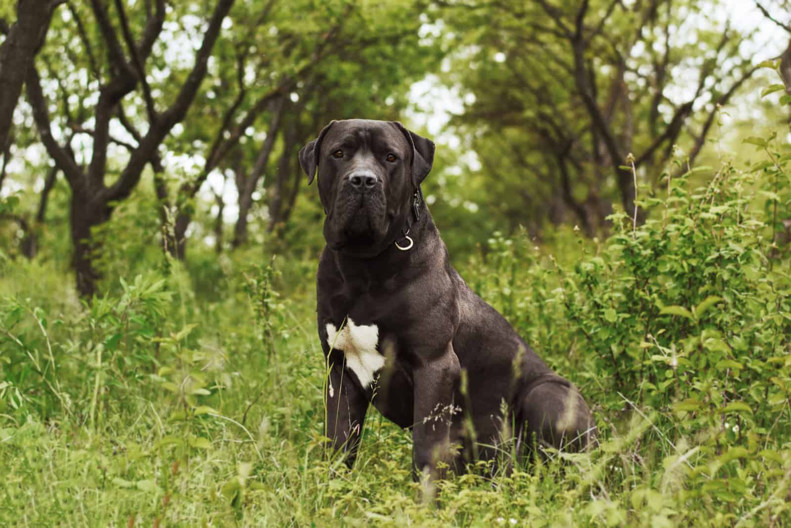 boerboel negro sentado en la hierba