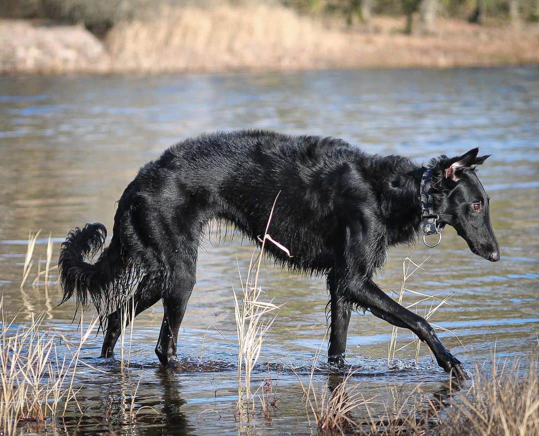 borzoi negro