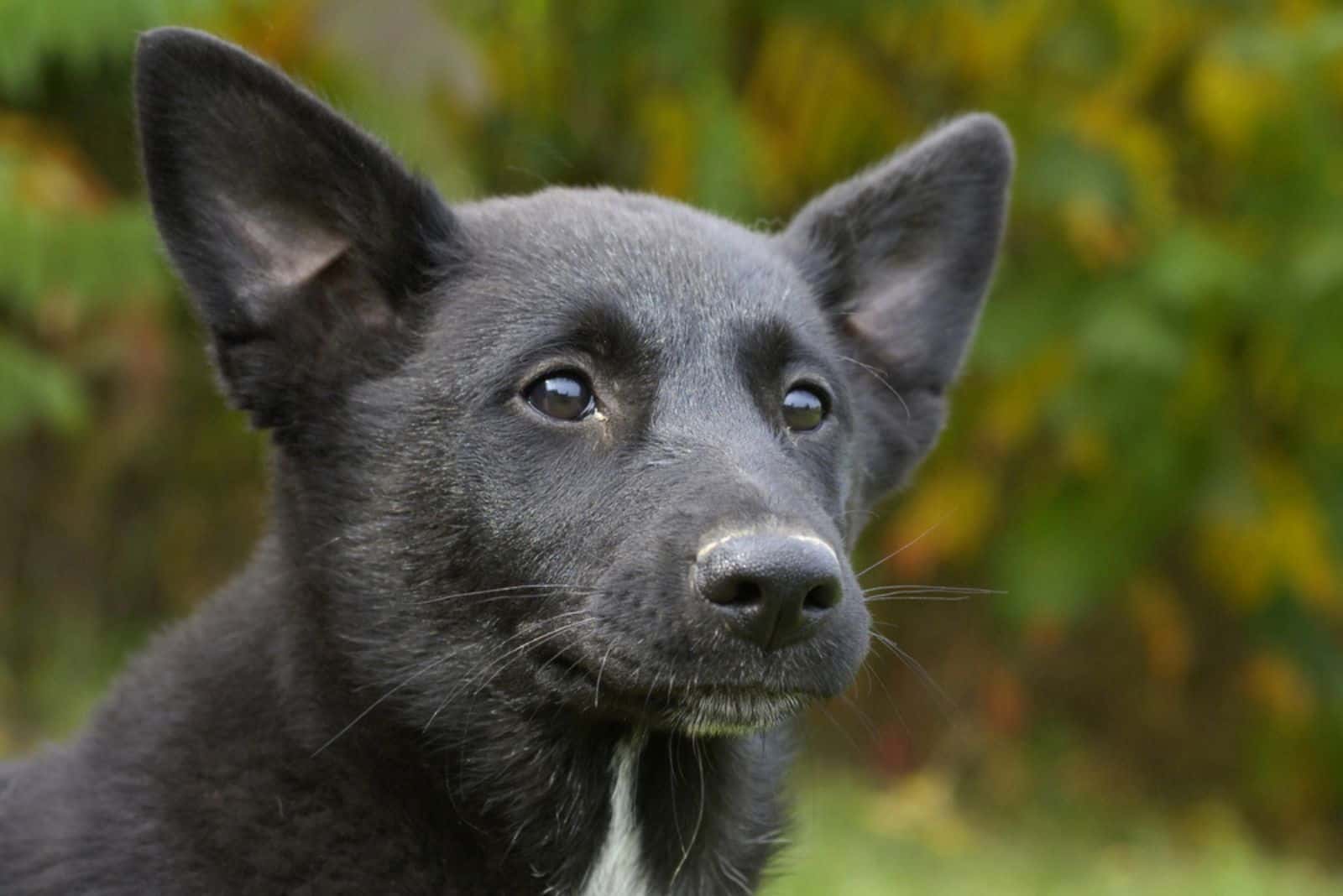 perro canaan negro