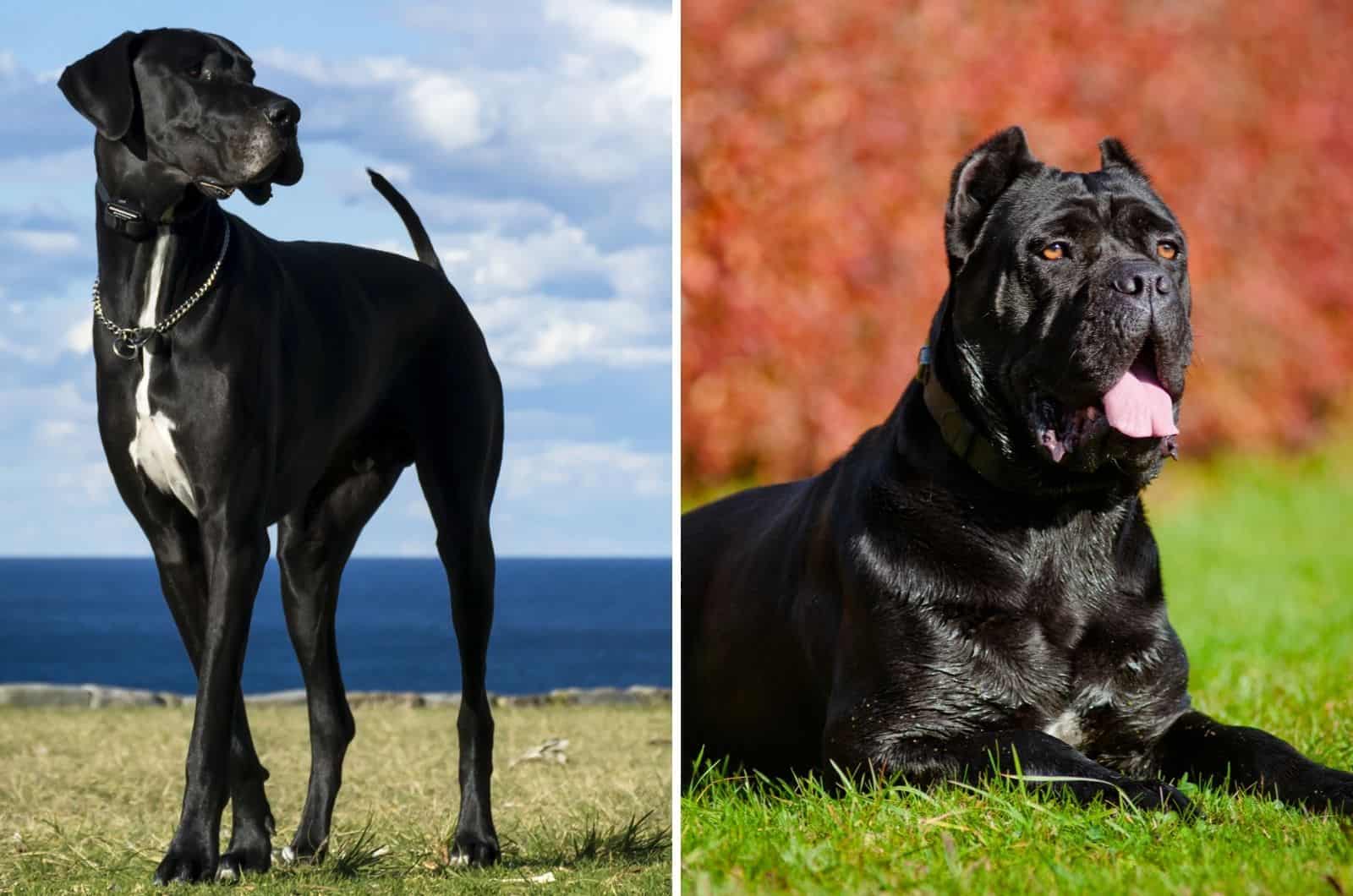 cane corso negro y gran danés