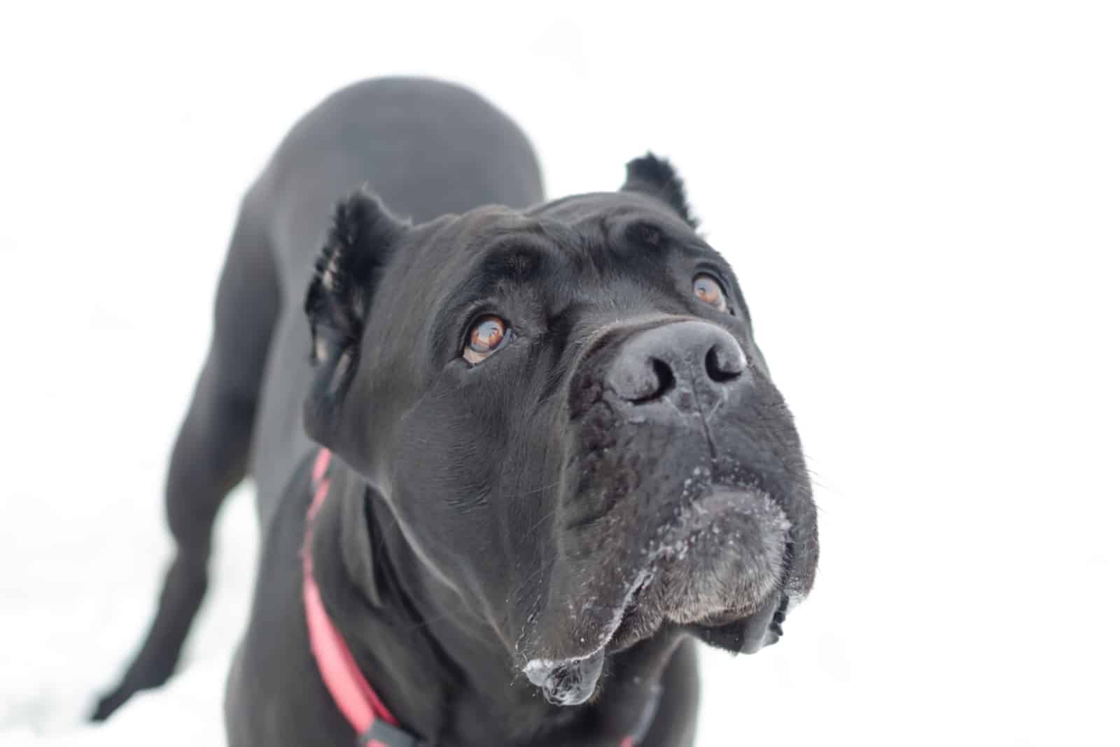 cane corso negro mirando hacia arriba