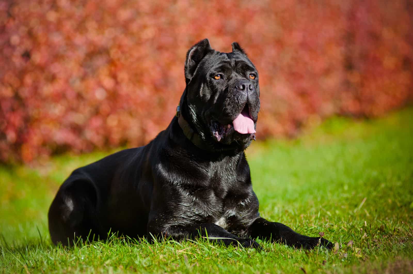 cane corso negro tumbado en la hierba