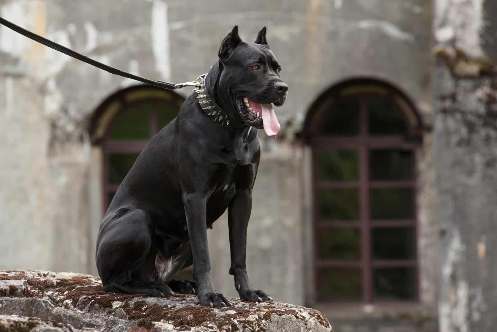 cane corso negro con correa