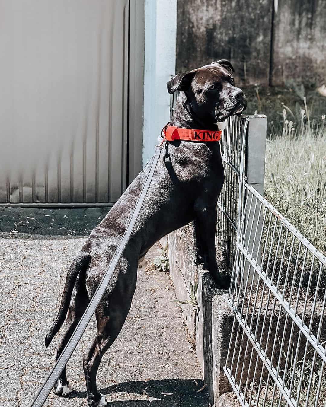 mezcla de cane corso presa canario negro