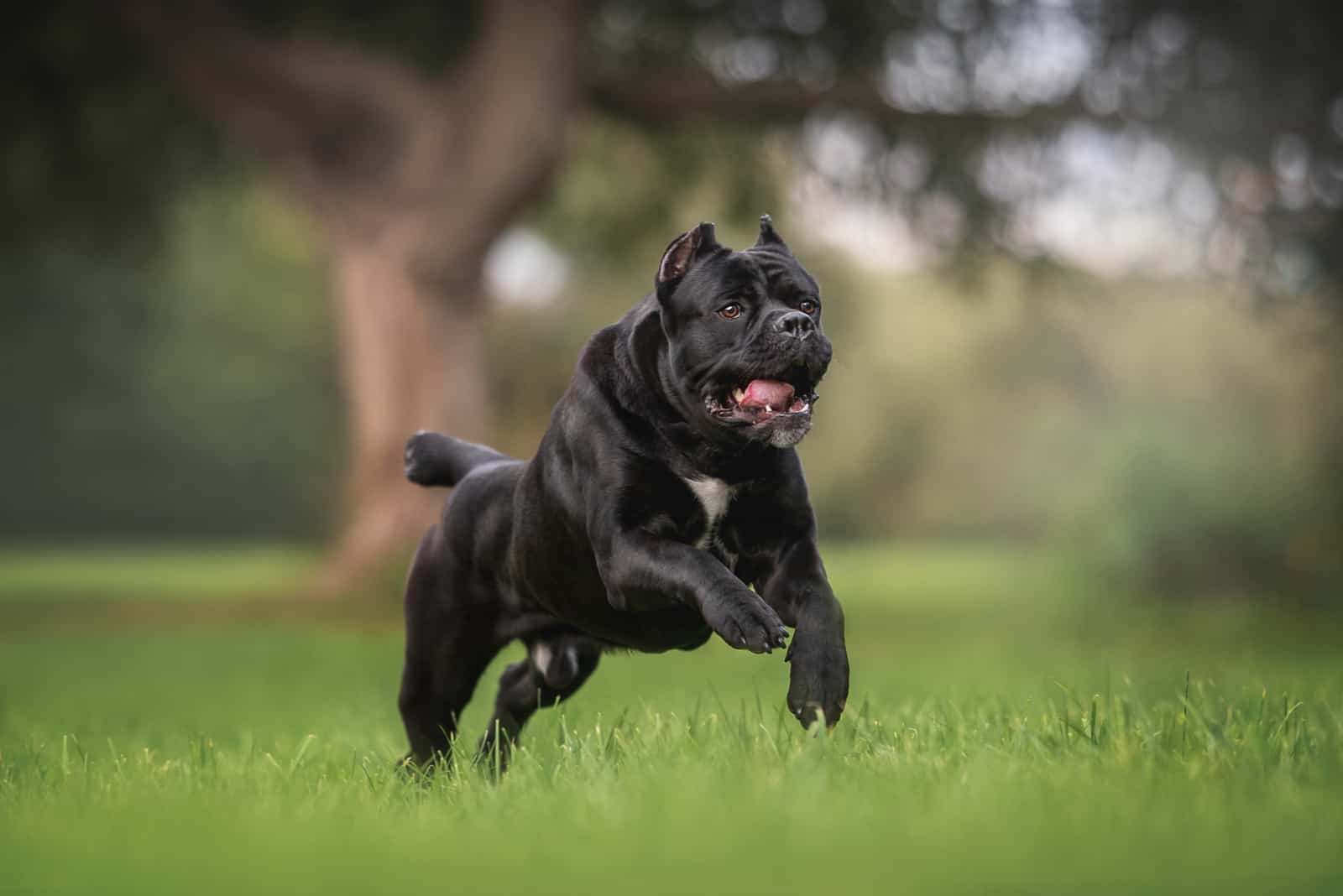 cane corso negro corriendo