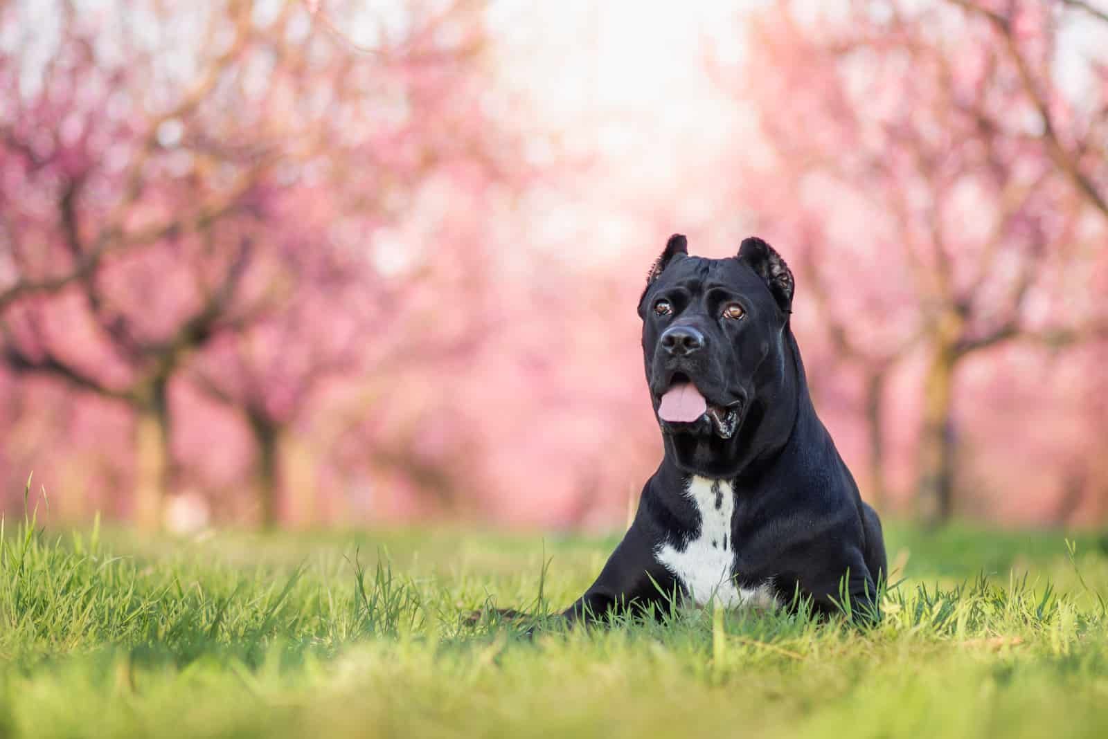 cane corso negro